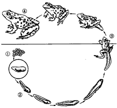 蛙的泄殖系统手绘图图片
